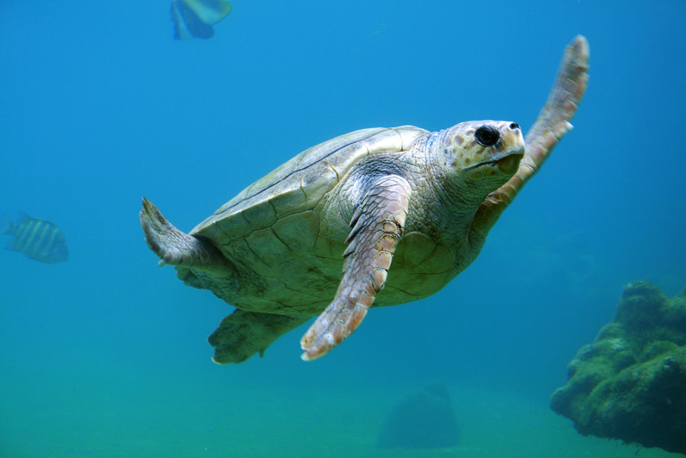 The Galapagos Underwater: An Intimate Encounter with Darwin's Living Laboratory 1 - The Socialites Snorkeling